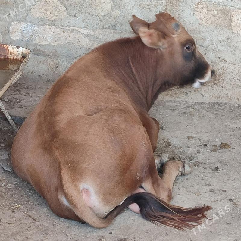 Bakylan Öküz - Bereket - img 3