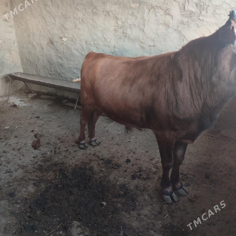 Bakylan Öküz - Bereket - img 2