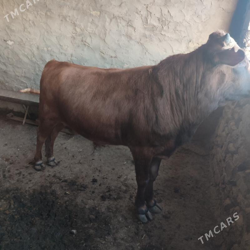 Bakylan Öküz - Bereket - img 1