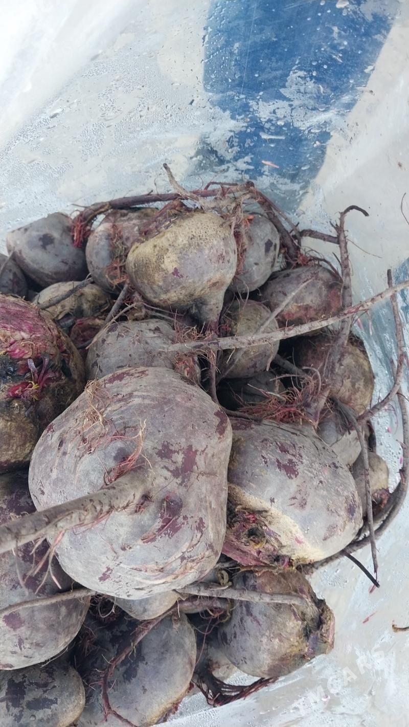 sugundur - Ruhabat (90-njy razýezd) - img 2