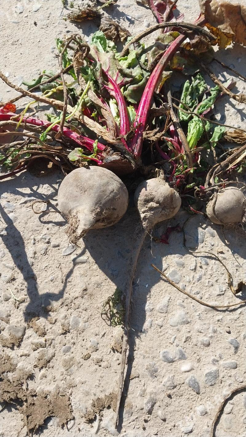 sugundur - Ruhabat (90-njy razýezd) - img 1