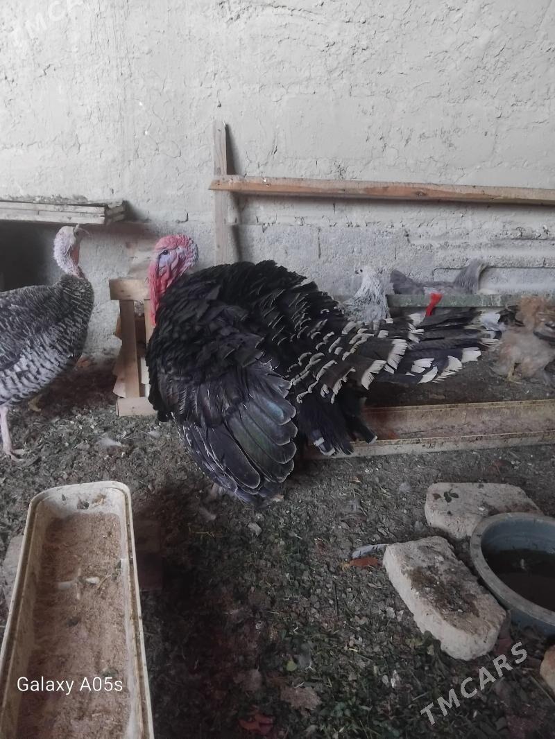 induk - Gökdepe - img 1