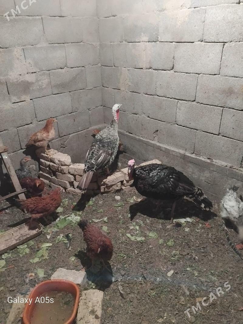 induk - Gökdepe - img 2