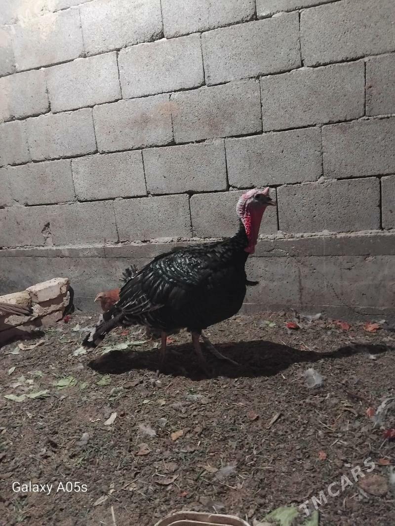 induk - Gökdepe - img 3