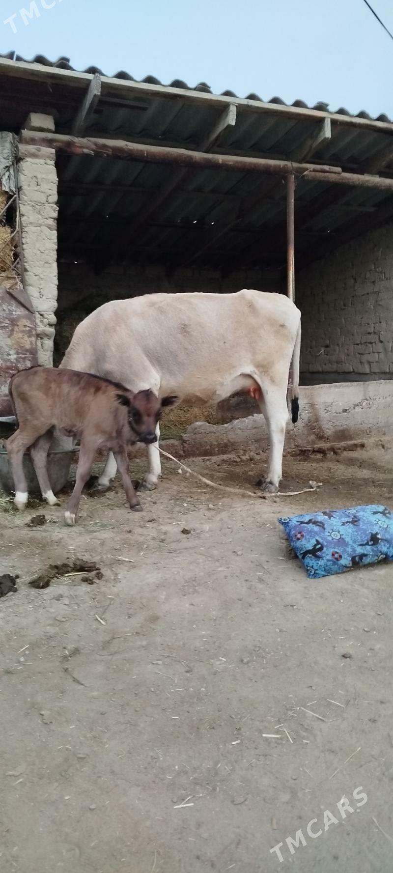 gøleli Sygyr - Bäherden - img 3