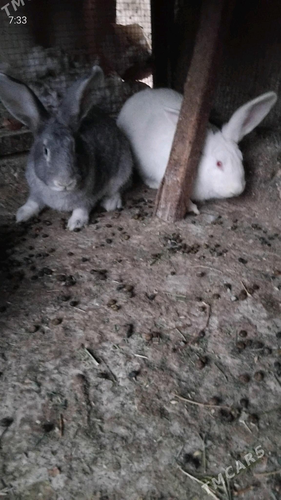 towşan - Kaka - img 1