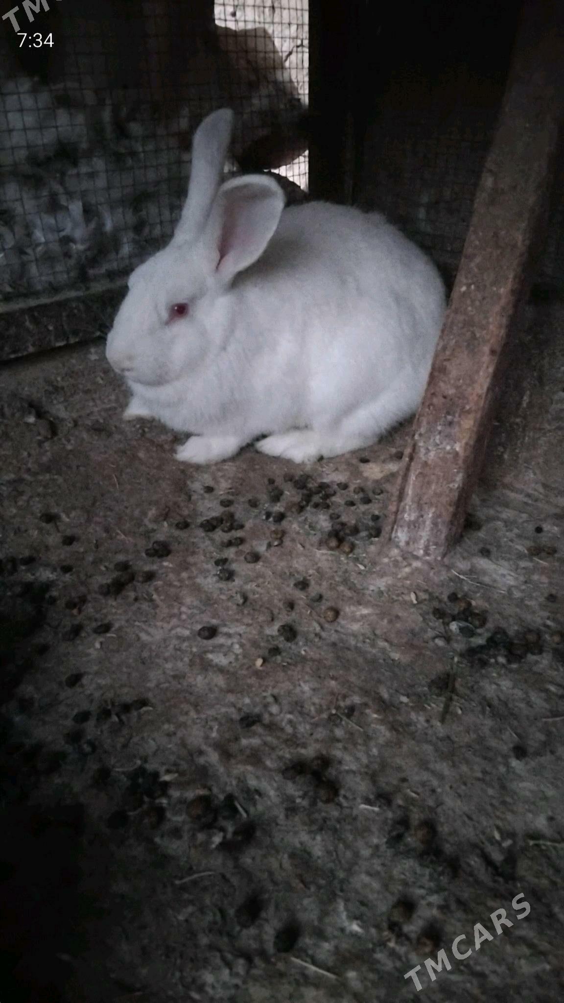 towşan - Kaka - img 3