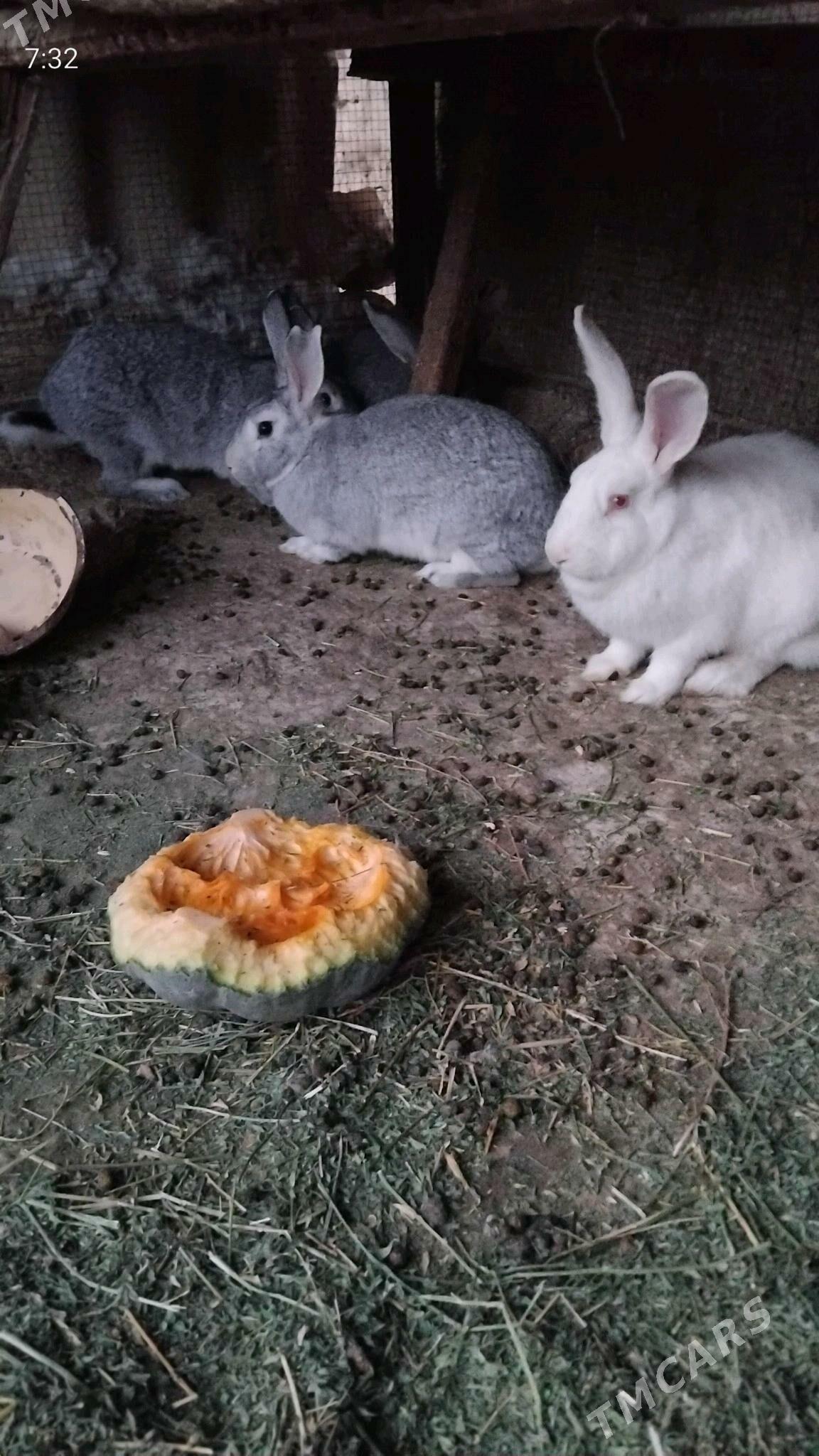 towşan - Kaka - img 2