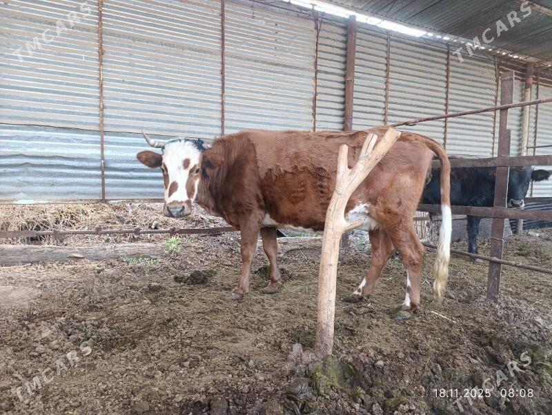 sygyr - Murgap - img 3