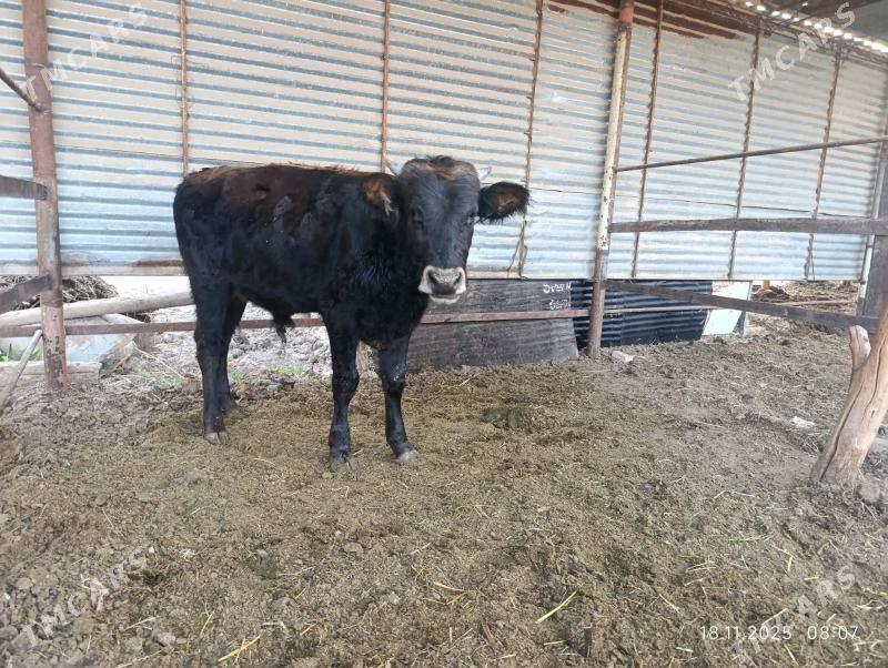 okuz - Murgap - img 3