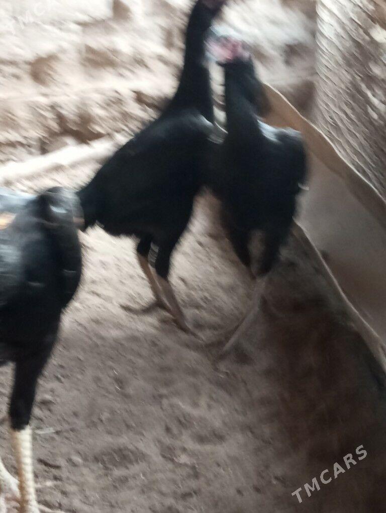 baysy horazlar - Сакар - img 7