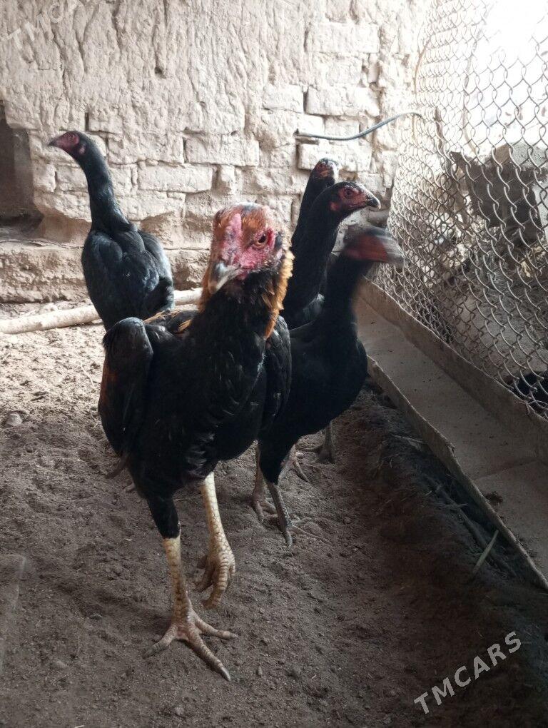 baysy horazlar - Сакар - img 8