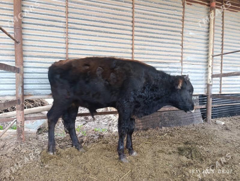 okuz - Murgap - img 2