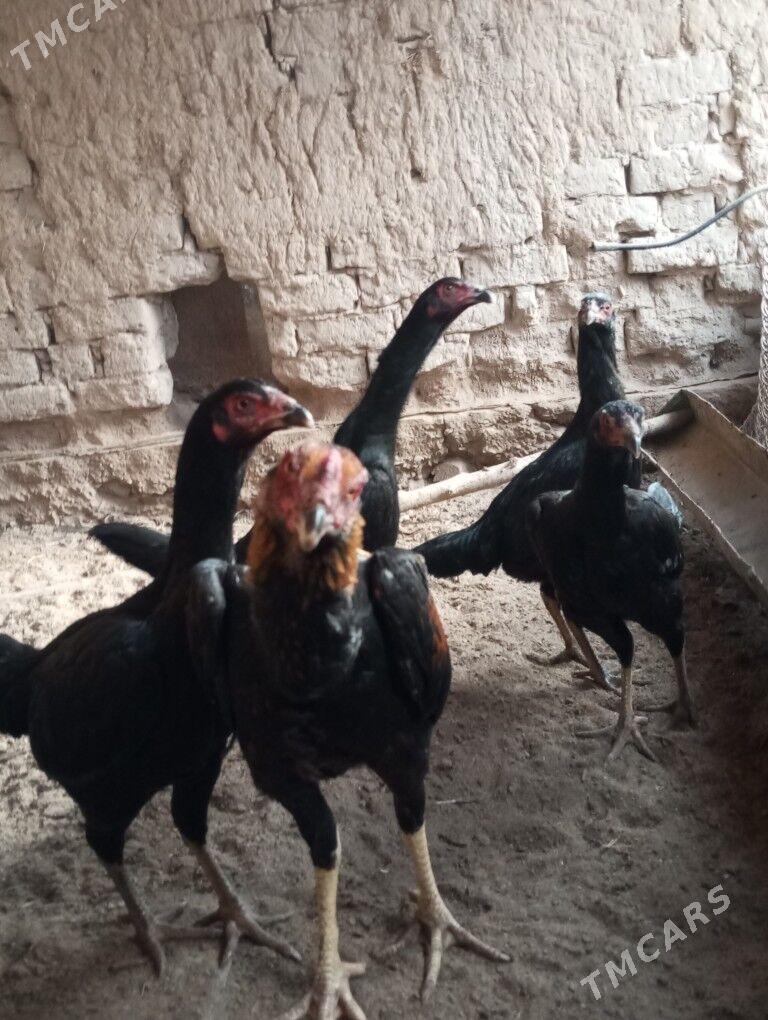 baysy horazlar - Сакар - img 10