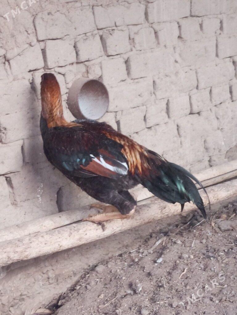 baysy horazlar - Сакар - img 3