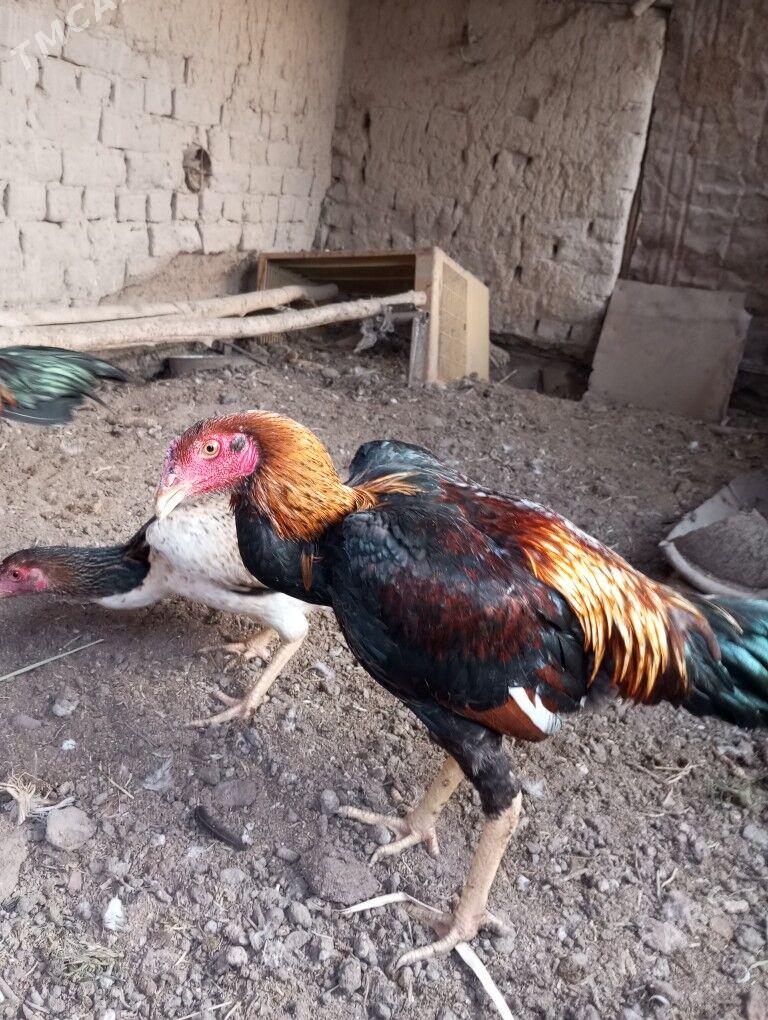 baysy horazlar - Сакар - img 2