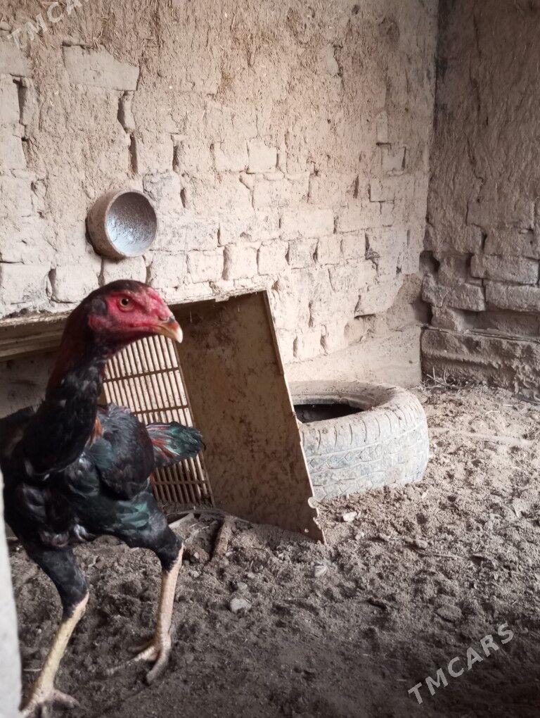 baysy horazlar - Сакар - img 9