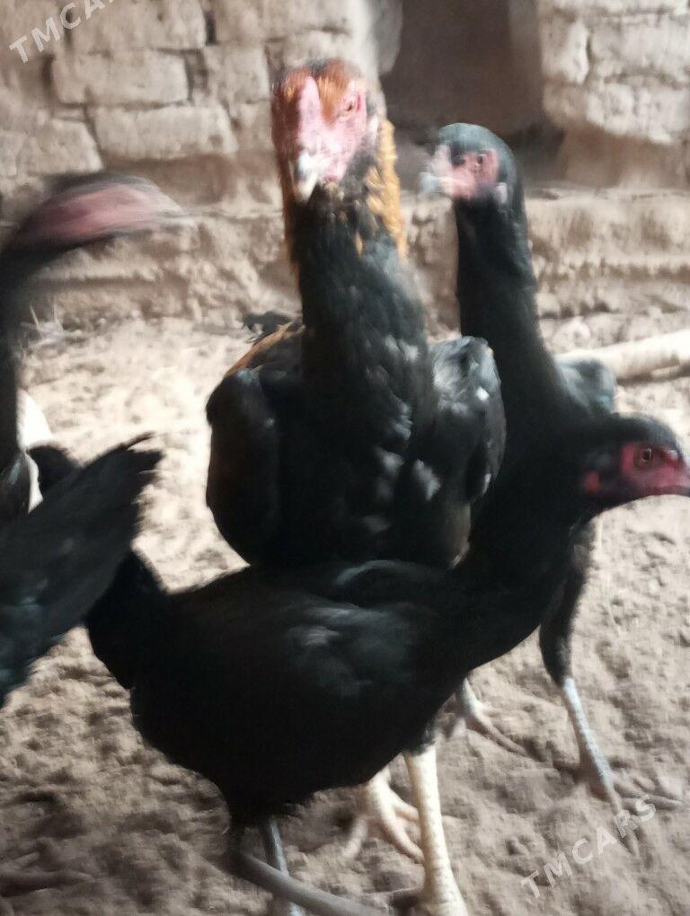 baysy horazlar - Сакар - img 5