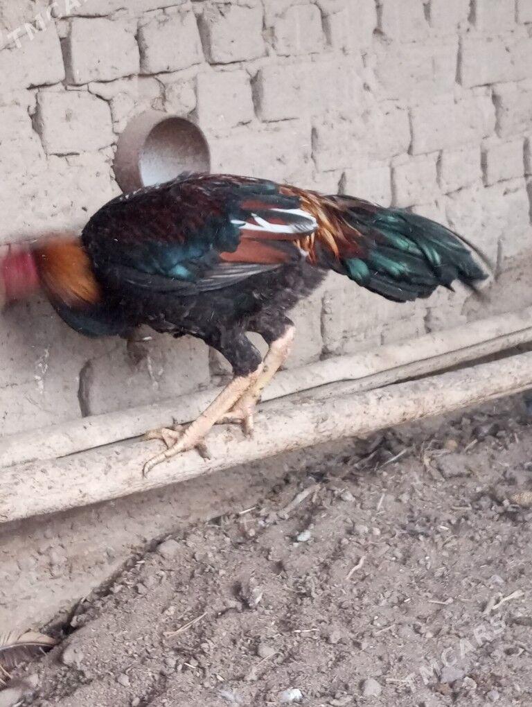 baysy horazlar - Сакар - img 4