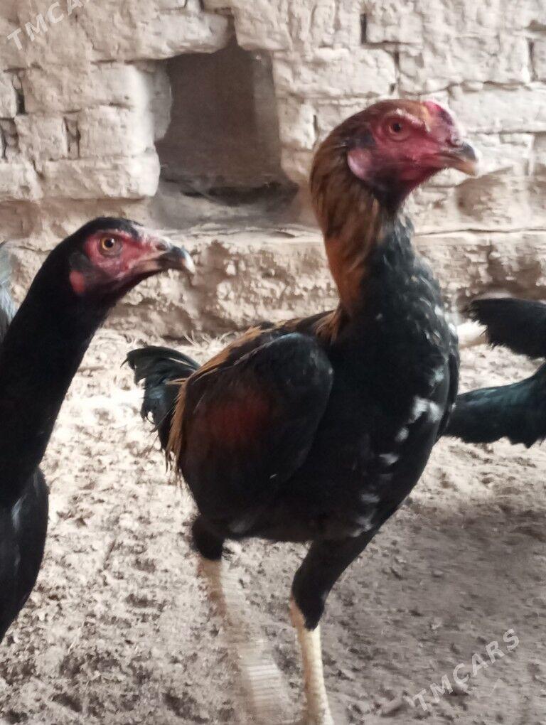 baysy horazlar - Сакар - img 6