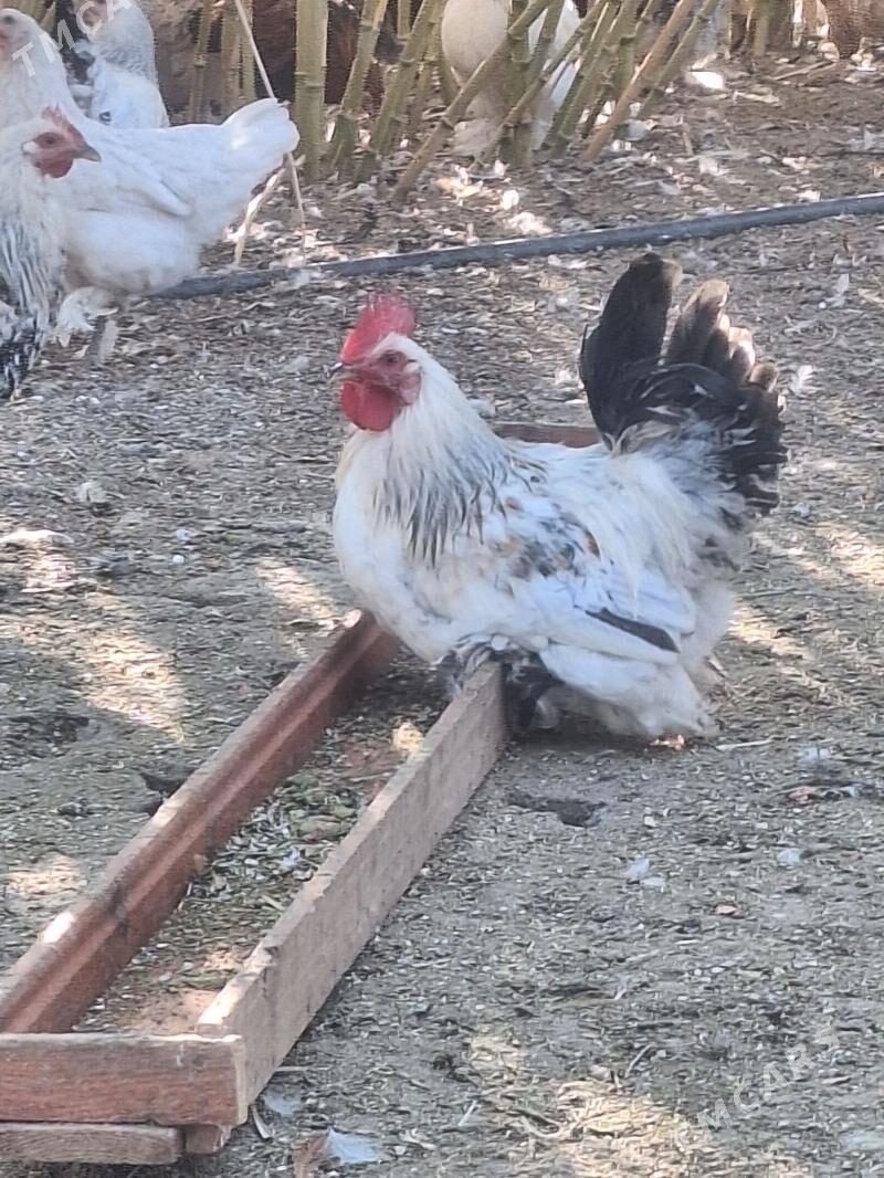 Horaz - Baýramaly - img 5