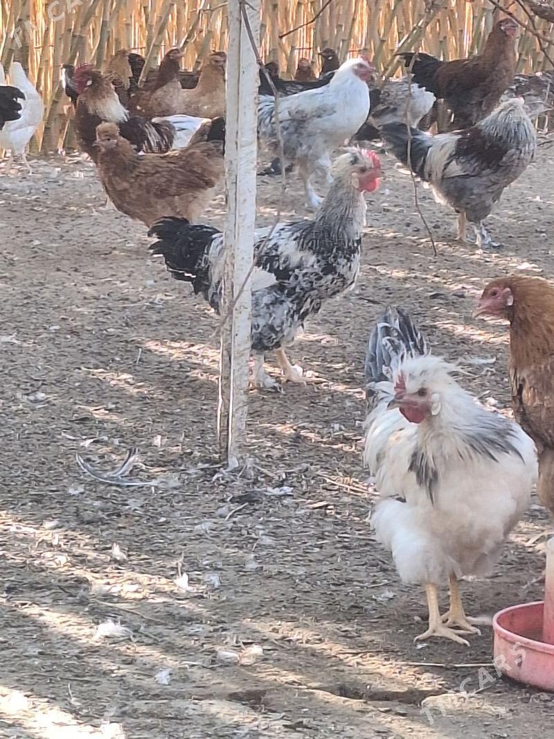 Horaz - Baýramaly - img 6