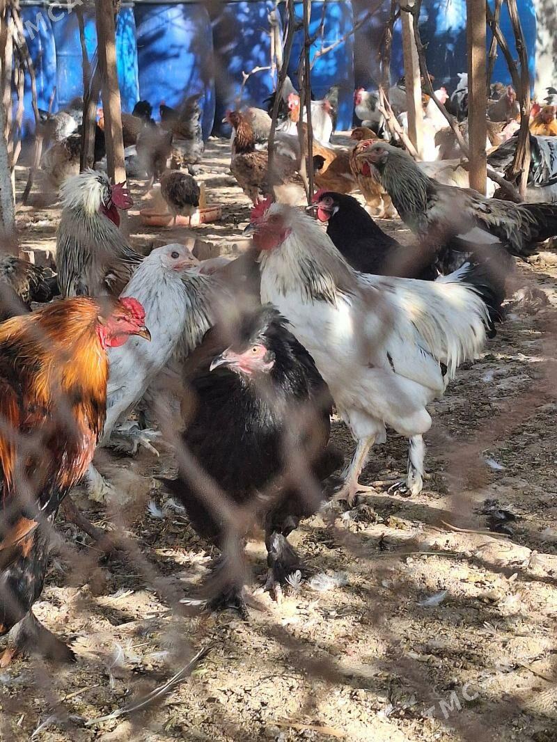 Horaz - Baýramaly - img 2