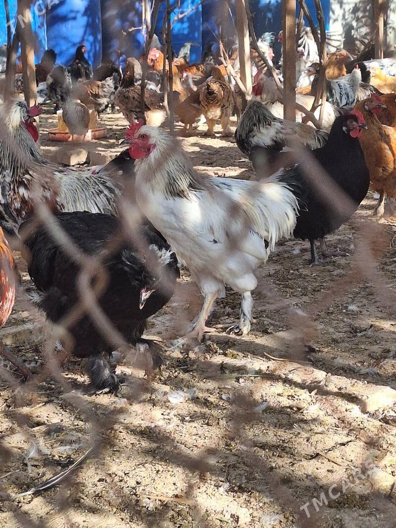 Horaz - Baýramaly - img 3