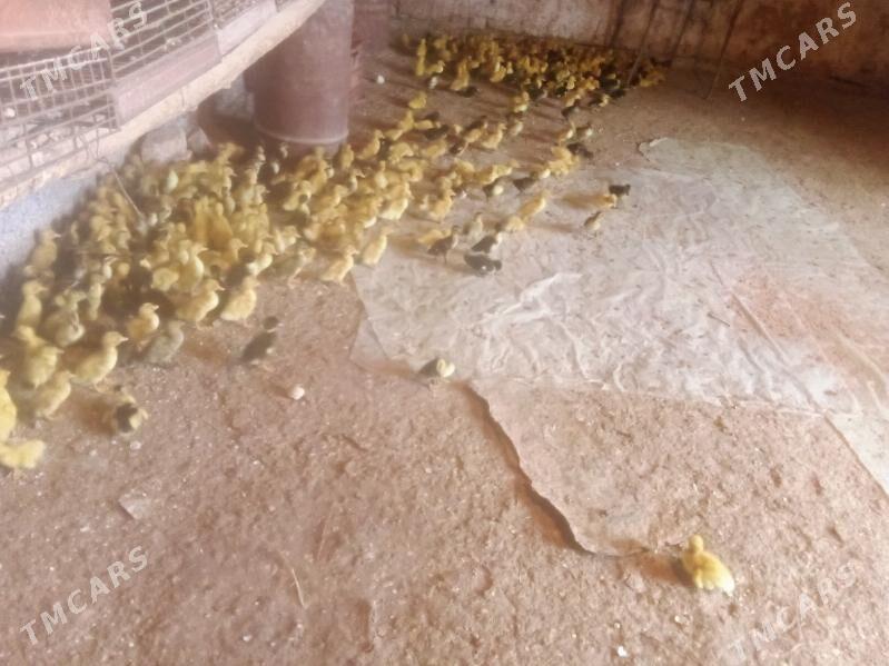 Ördek jüyje - Baýramaly - img 2