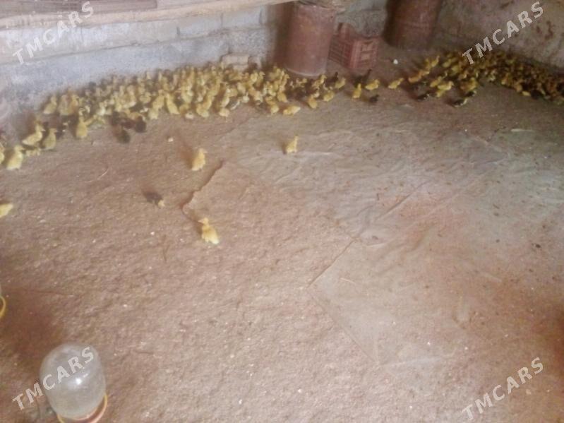 Ördek jüyje - Baýramaly - img 3