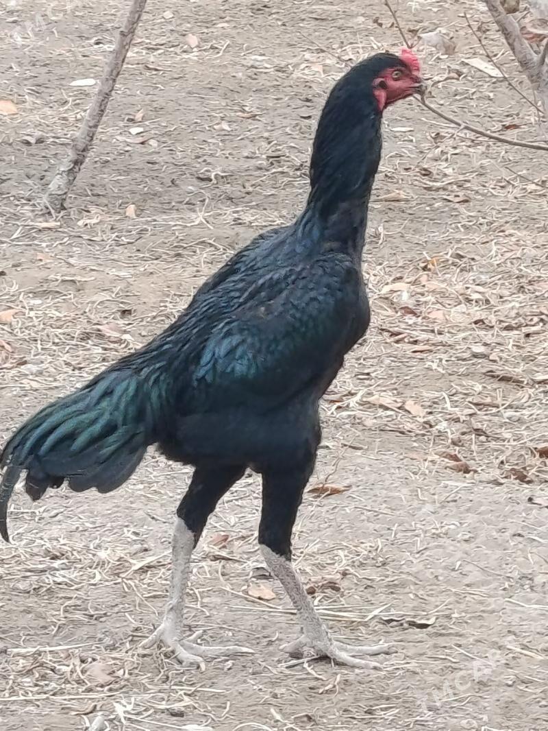 horaz - Daşoguz - img 1