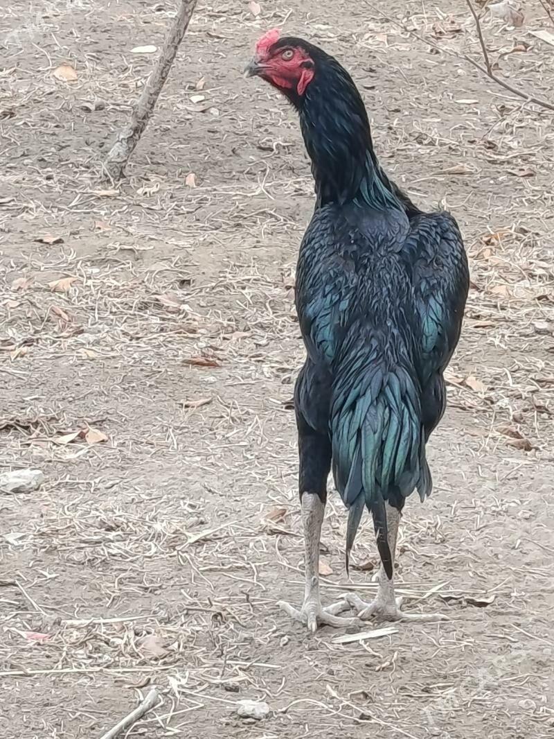 horaz - Daşoguz - img 2