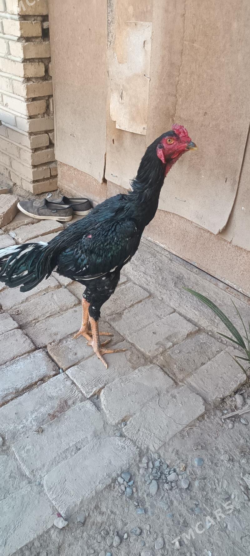 Paroda - Мары - img 3