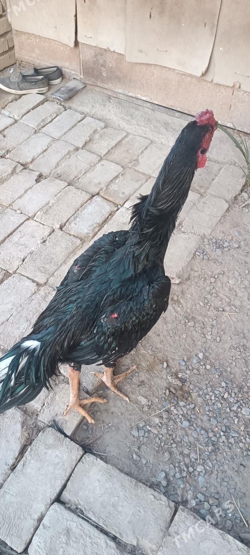 Paroda - Мары - img 2