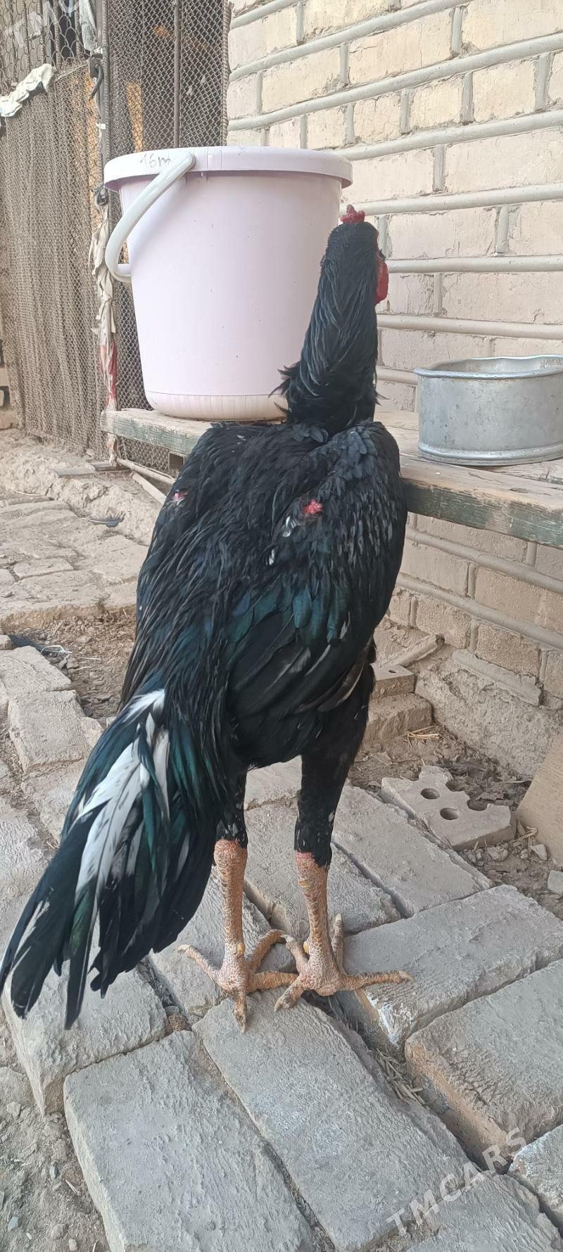 Paroda - Мары - img 1