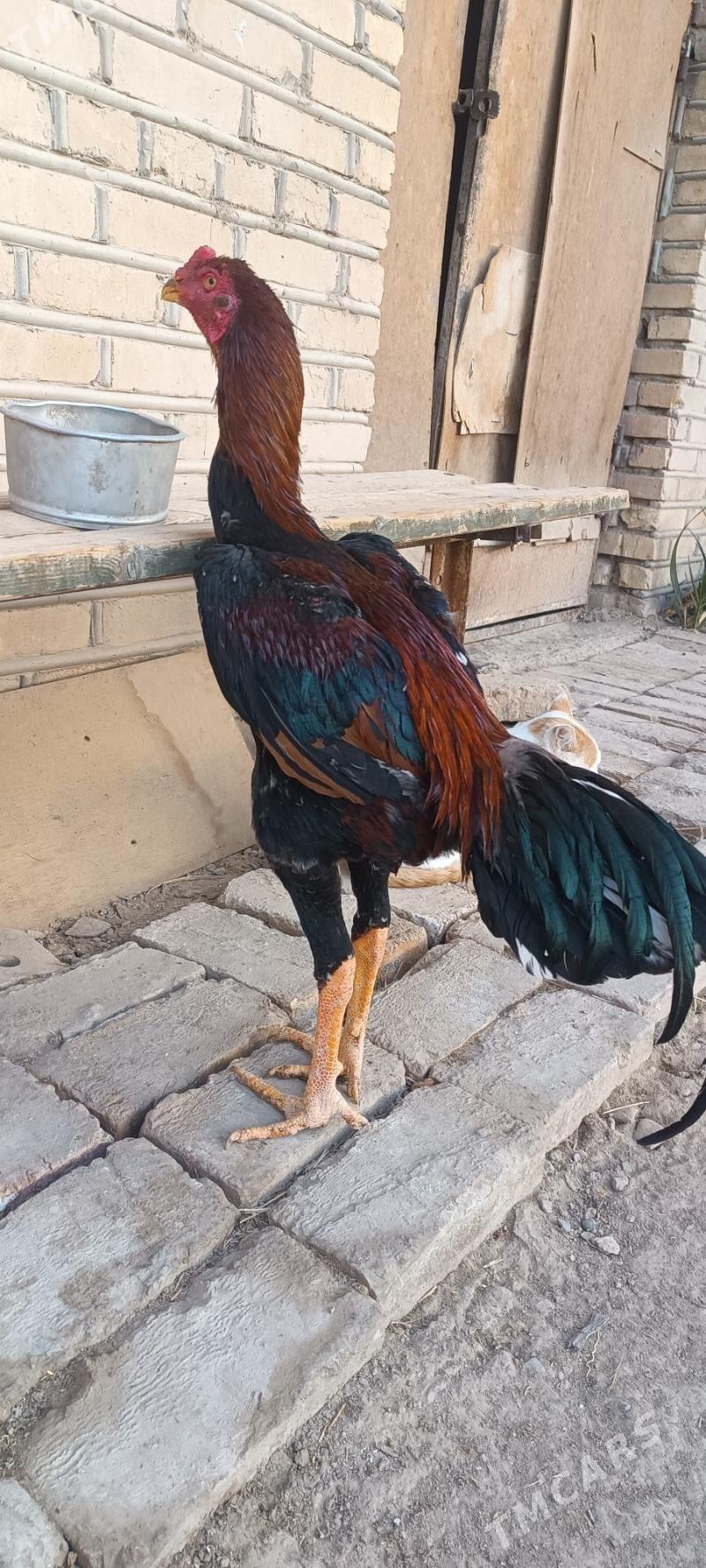 Paroda - Мары - img 2