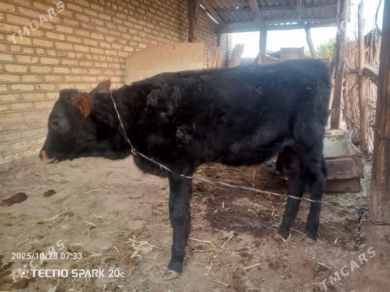 okuzce - Mary - img 2