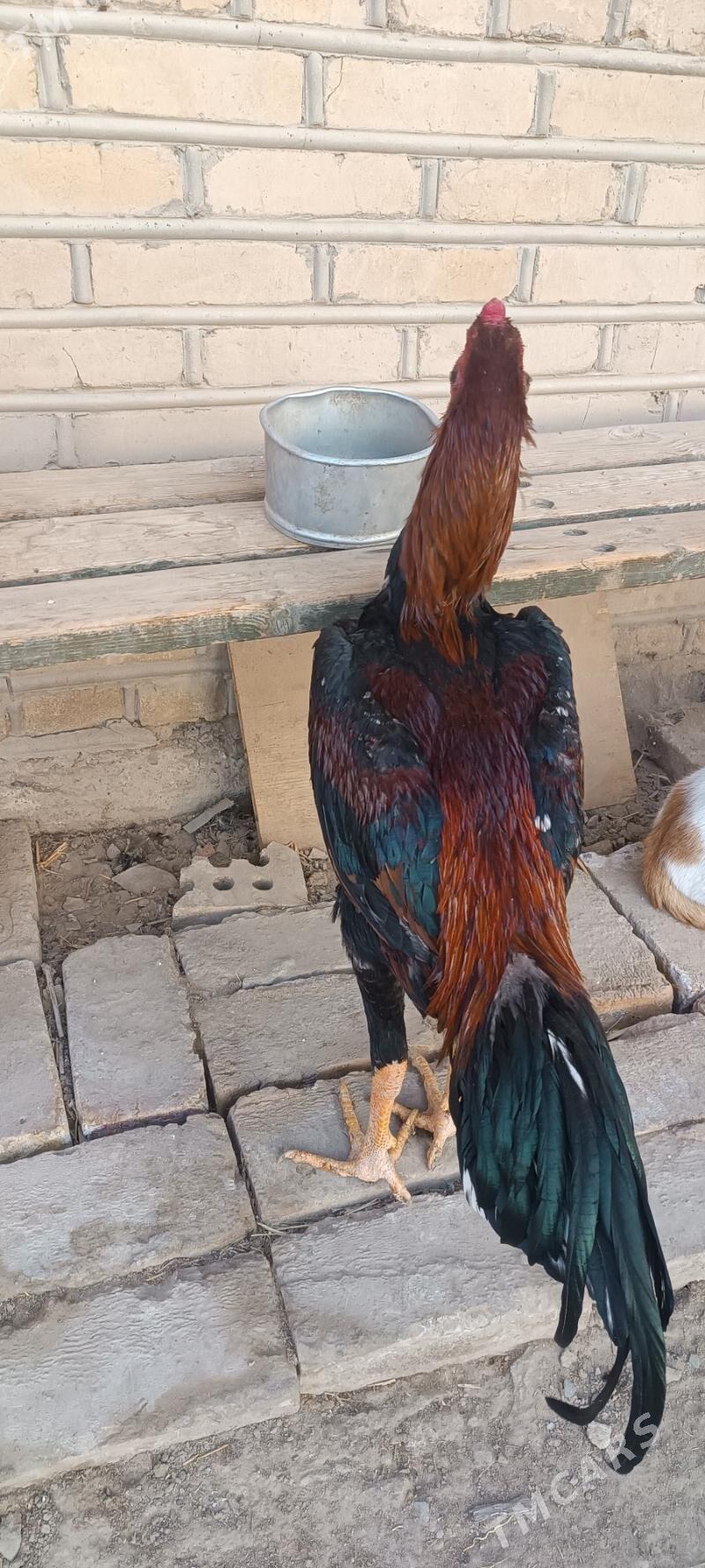 Paroda - Мары - img 1