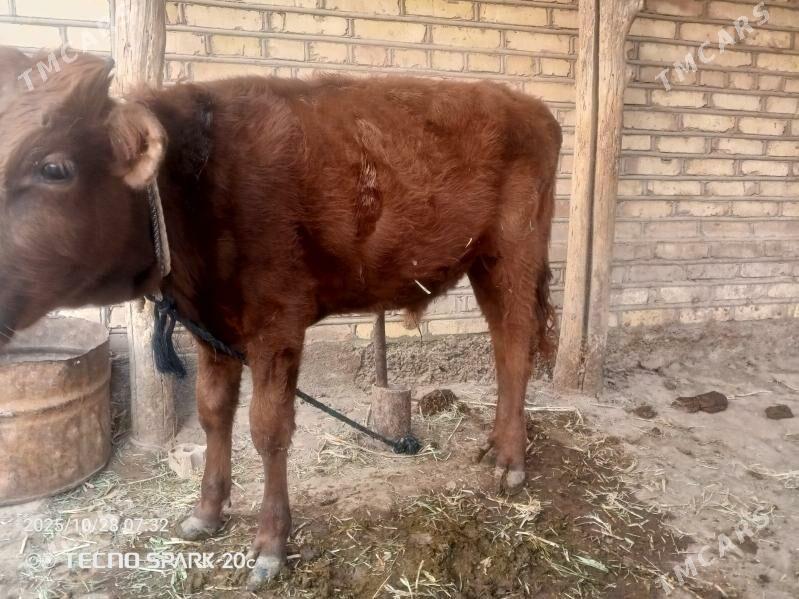 okuzce - Mary - img 1