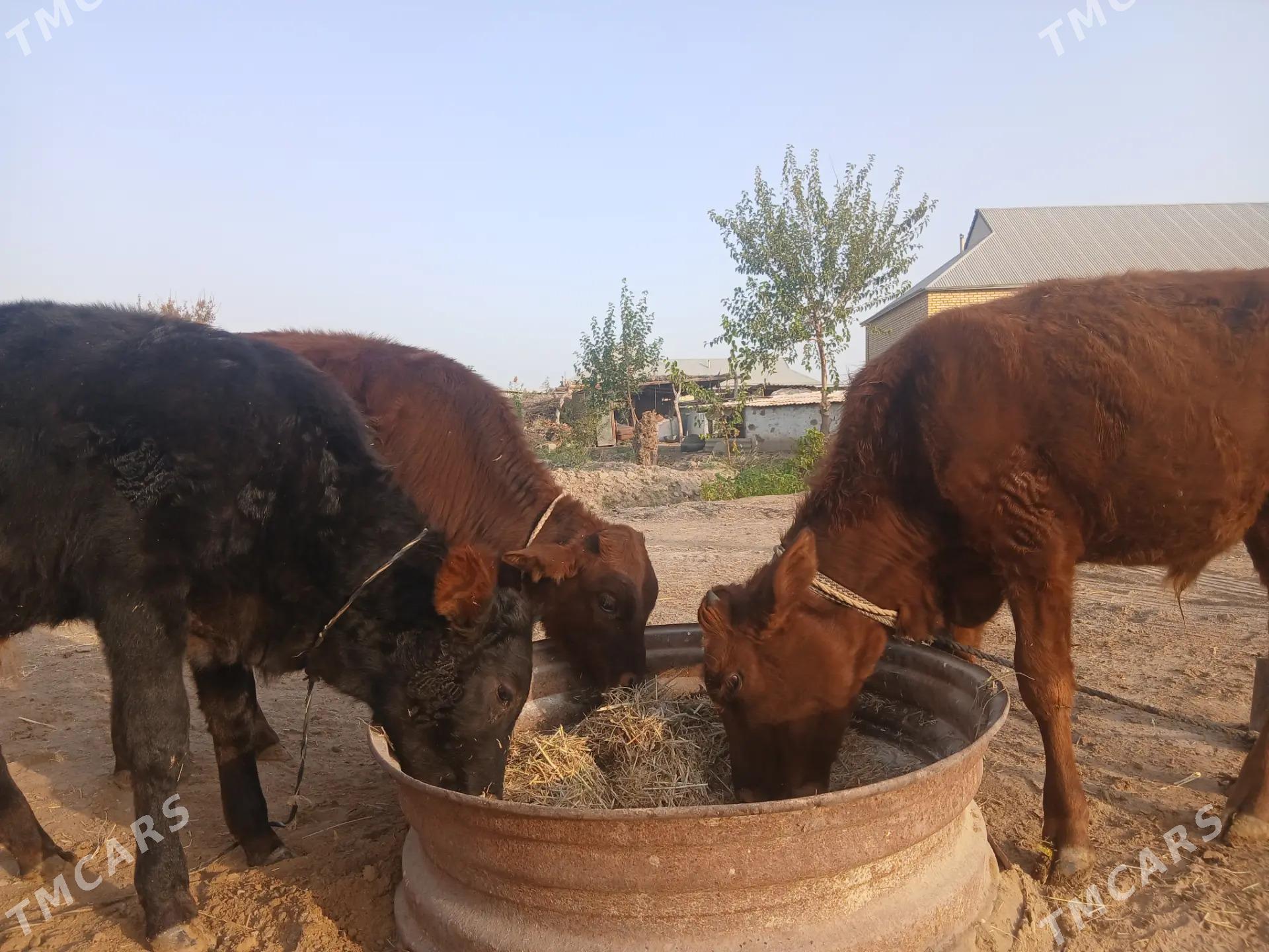 okuzce - Mary - img 4