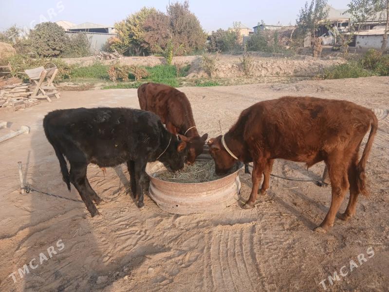 okuzce - Mary - img 3