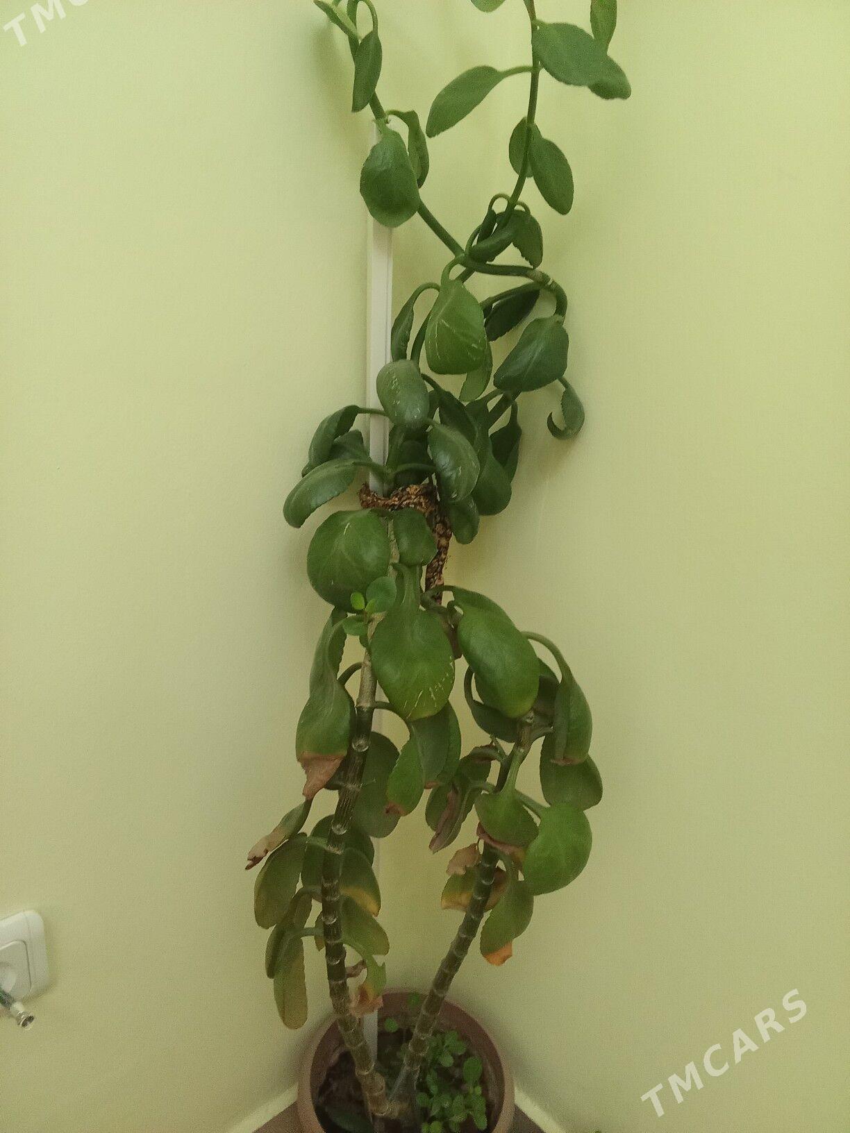 Öý gùlleri - Podwoýski köç. (Bitarap Türkmenistan şaýoly) - img 2