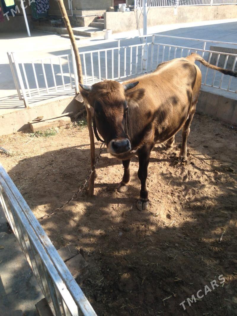 Sygyr - Tejen - img 1