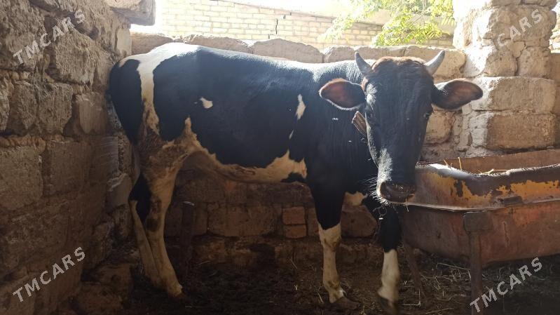 OKUZ - Байрамали - img 2