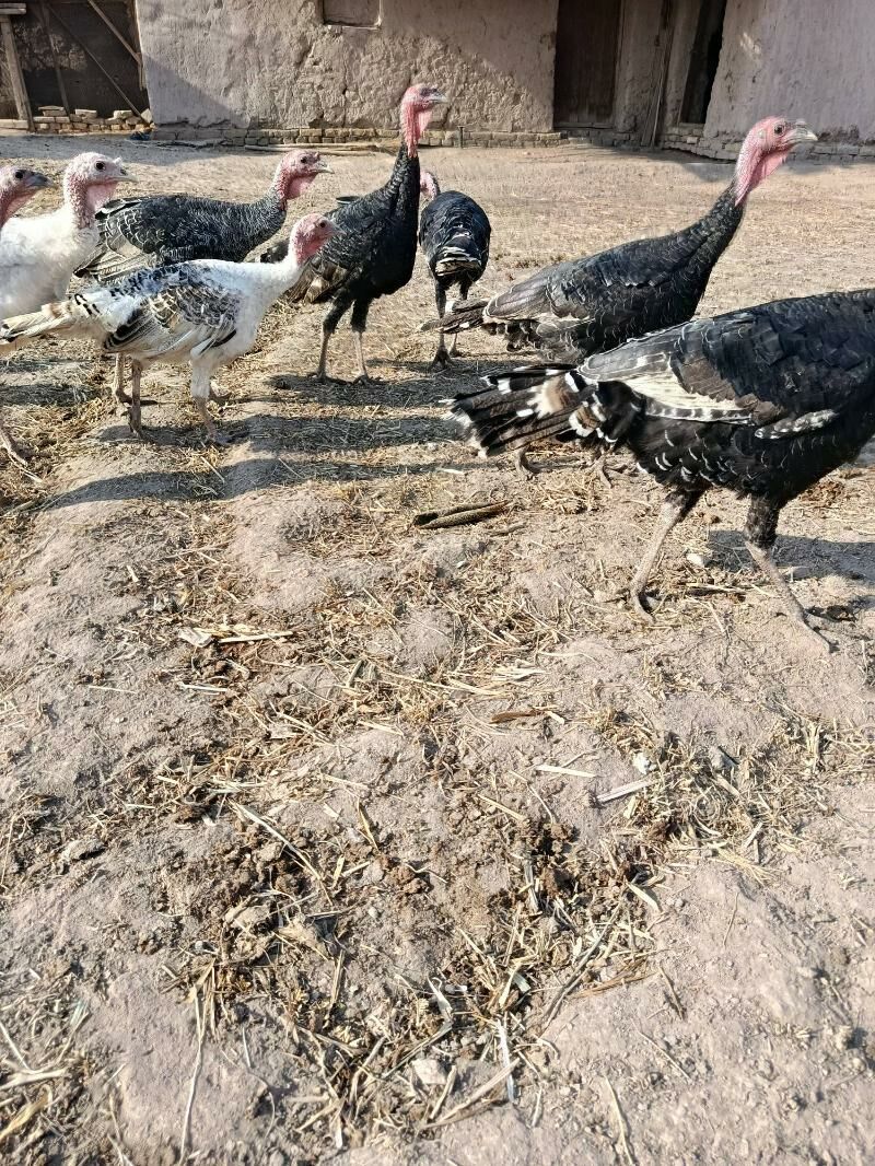 INDÝUK - Görogly (Tagta) - img 5