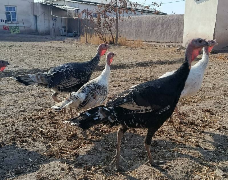 INDÝUK - Görogly (Tagta) - img 4