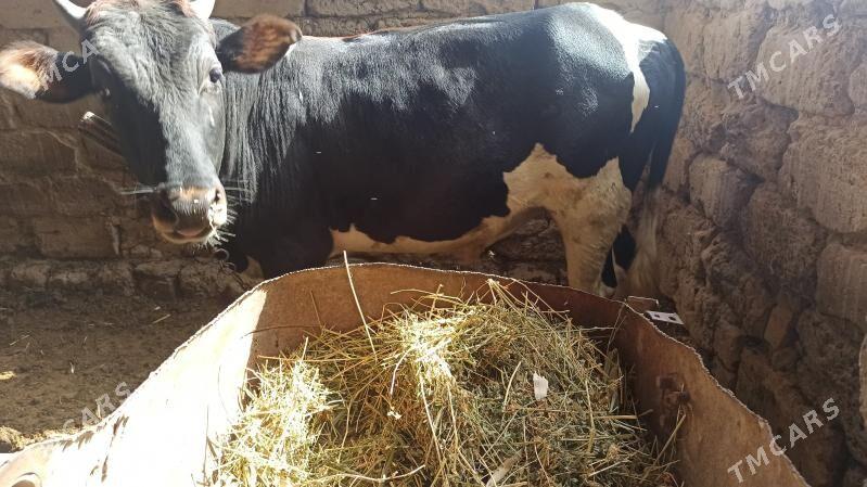 OKUZ - Байрамали - img 1