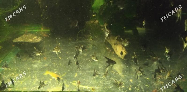 Рыбки - Balkanabat - img 3