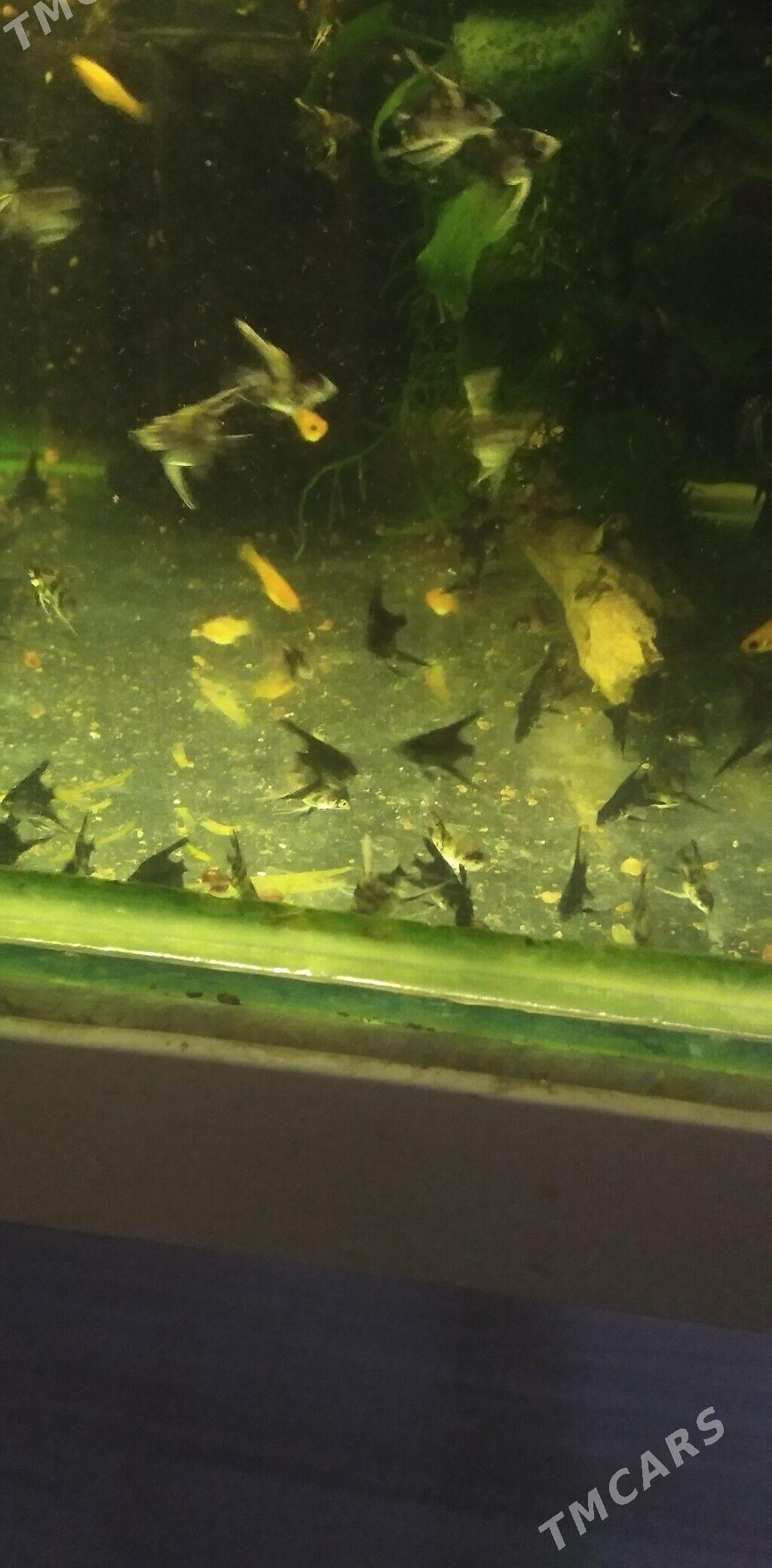 Рыбки - Balkanabat - img 2