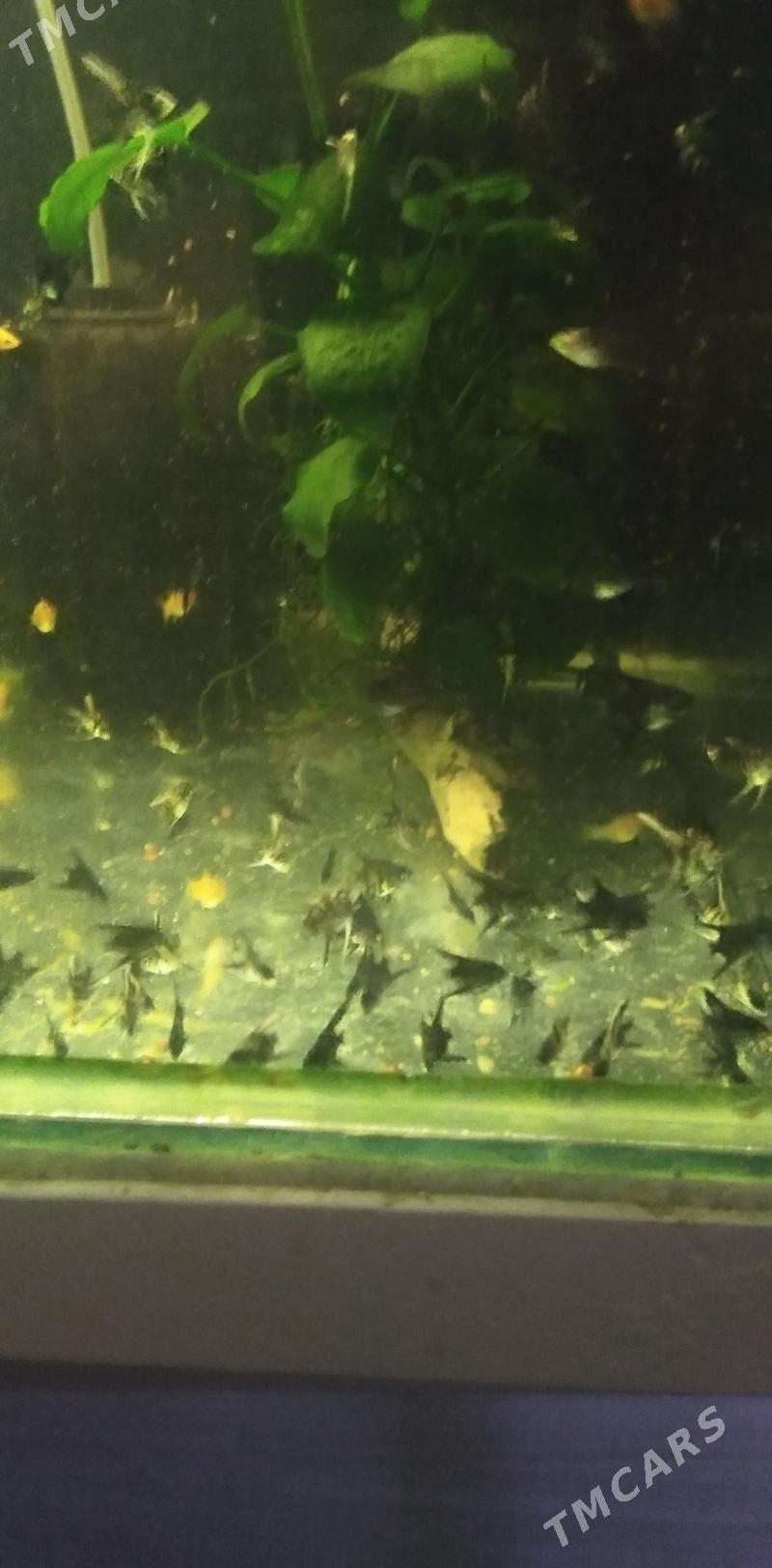 Рыбки - Balkanabat - img 1